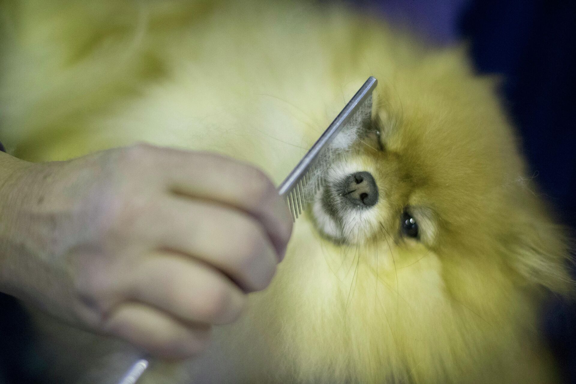 Померанский шпиц - РИА Новости, 1920, 15.09.2021